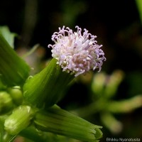 Erechtites valerianifolius (Link ex Spreng.) DC.